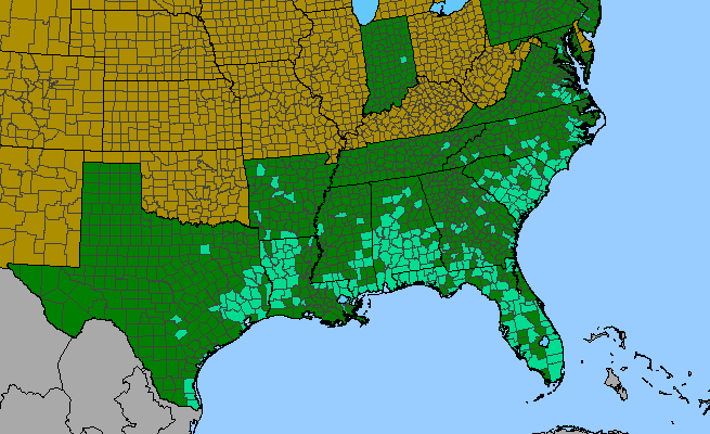 The range of Richardia scabra