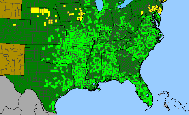 The range of Rotala ramosior