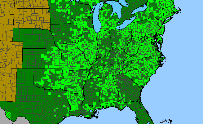 The range of Rubus flagellaris