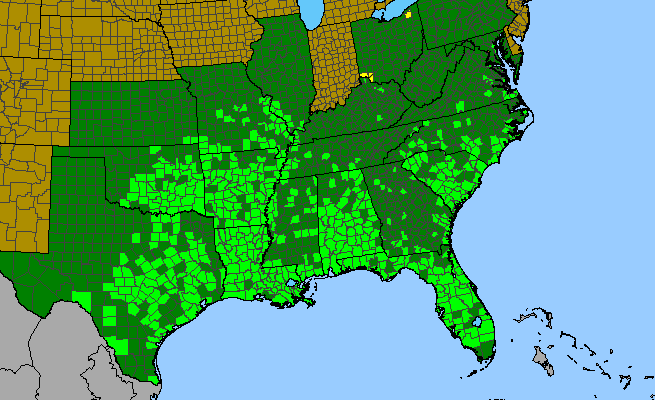 The range of Rubus trivialis