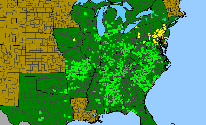 The range of Rudbeckia fulgida