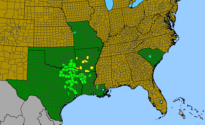 The range of Rudbeckia maxima