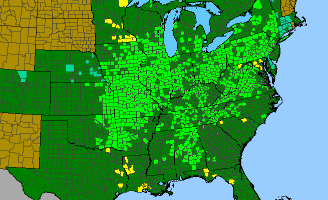 The range of Rudbeckia triloba