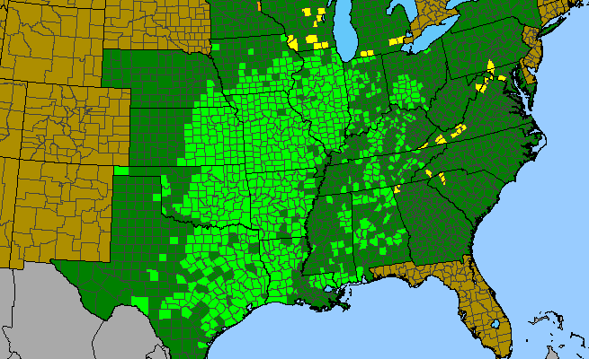 The range of Ruellia humilis