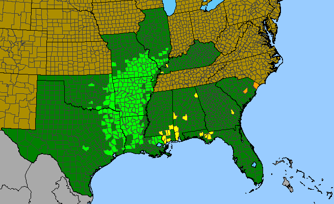The range of Ruellia pinetorum