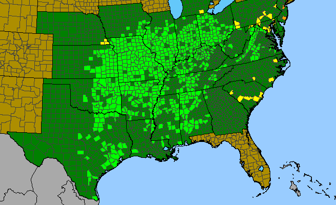 The range of Ruellia strepens