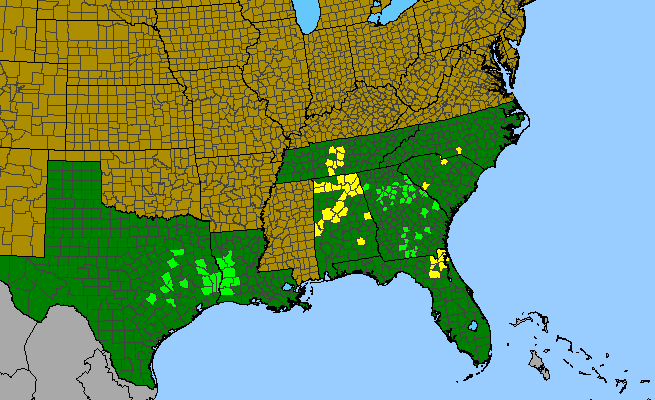 The range of Schoenolirion croceum