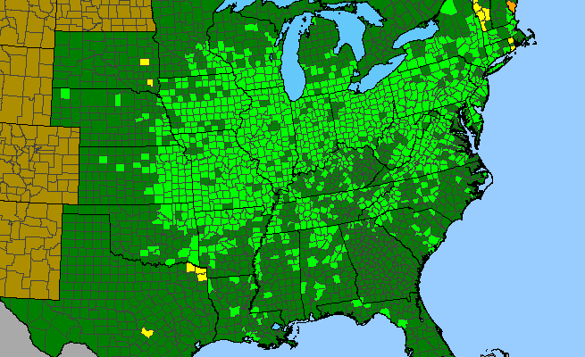 The range of Scrophularia marilandica