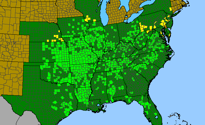 The range of Senna marilandica