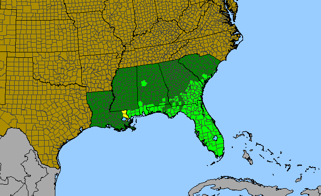The range of Serenoa repens