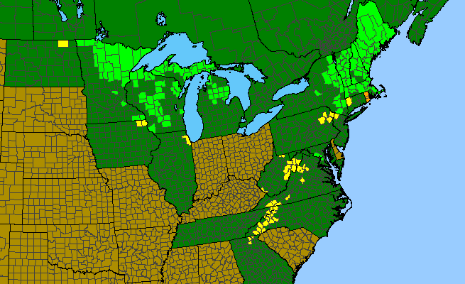 The range of Sibbaldia retusa