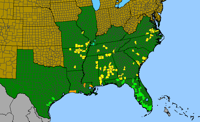 The range of Sida elliottii