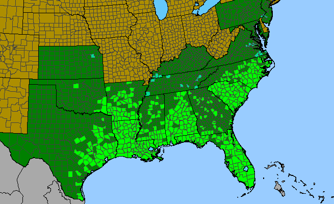 The range of Sida rhombifolia