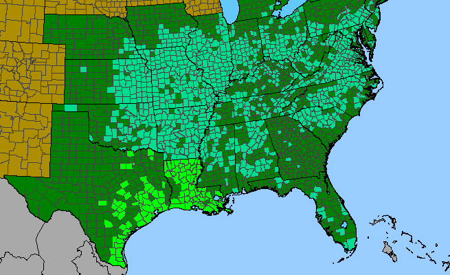 The range of Sida spinosa