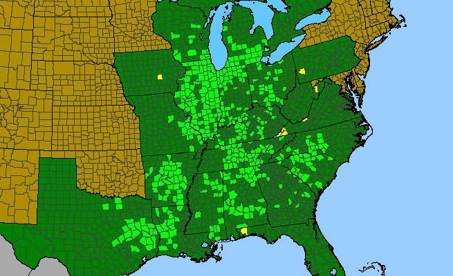 The range of Sisyrinchium albidum