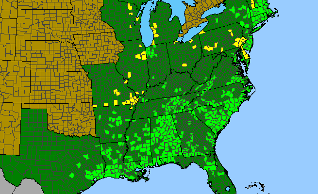 The range of Sisyrinchium atlanticum