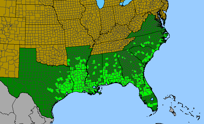 The range of Sisyrinchium rosulatum