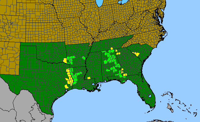 The range of Solidago auriculata