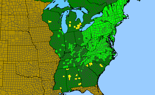 The range of Solidago bicolor
