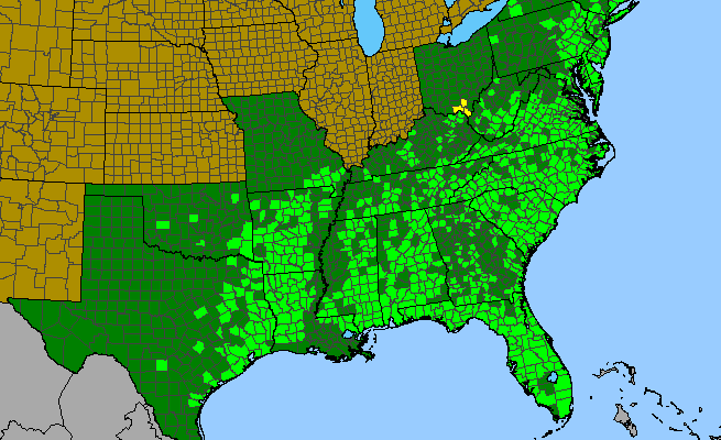 The range of Solidago odora