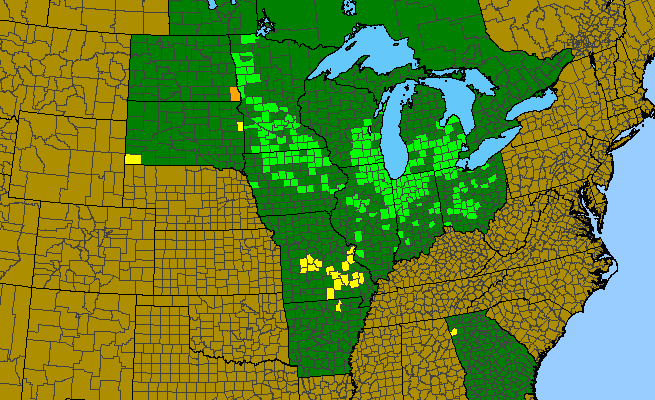 The range of Solidago riddellii
