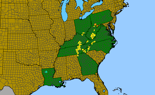 The range of Spiraea virginiana
