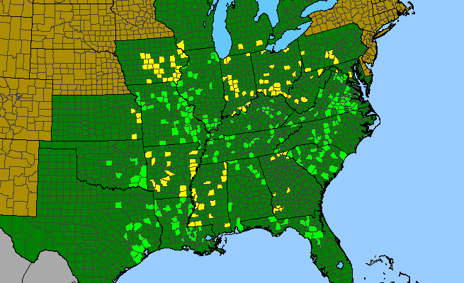The range of Spiranthes ovalis var. ovalis