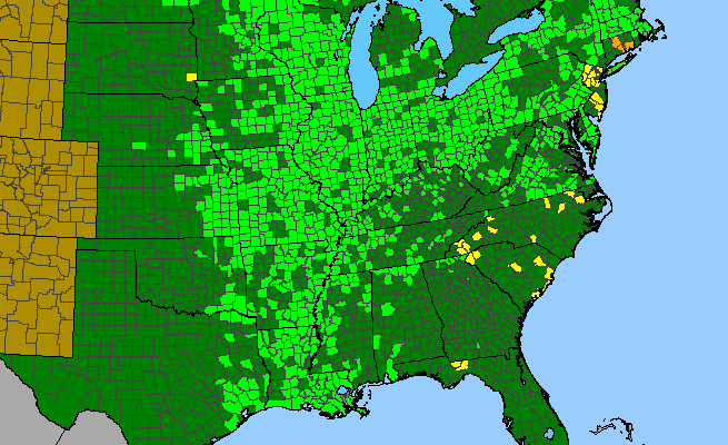 The range of Stachys tenuifolia