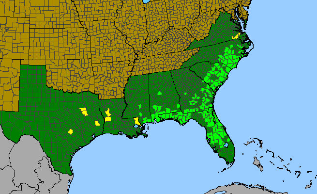The range of Stenanthium densum