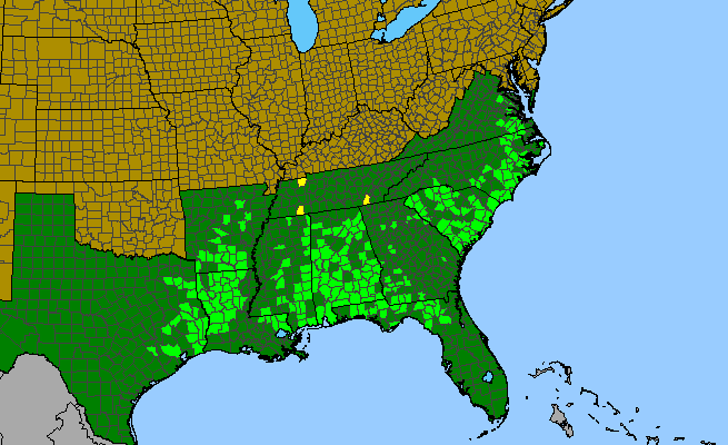 The range of Stylisma humistrata