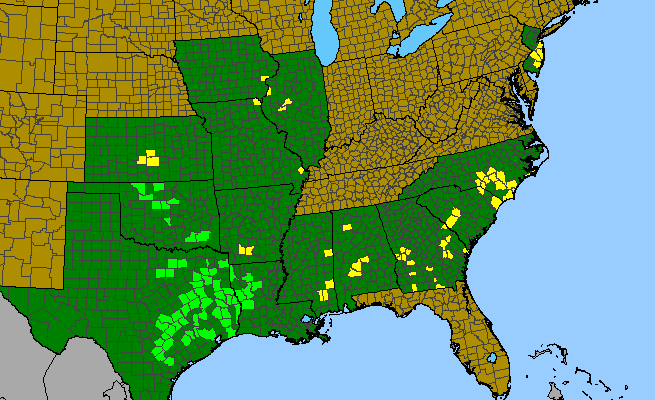 The range of Stylisma pickeringii