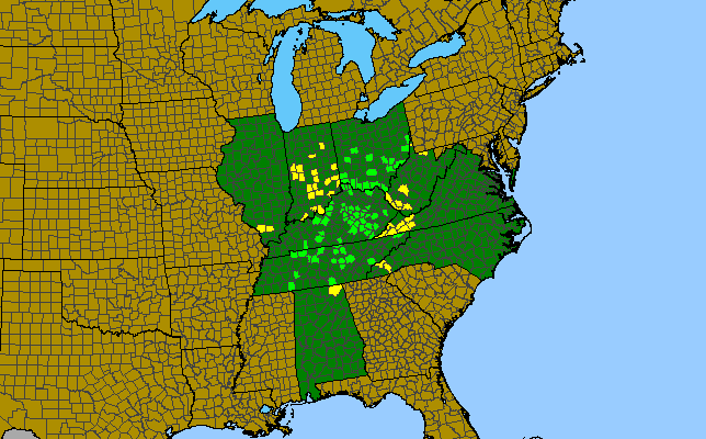 The range of Synandra hispidula
