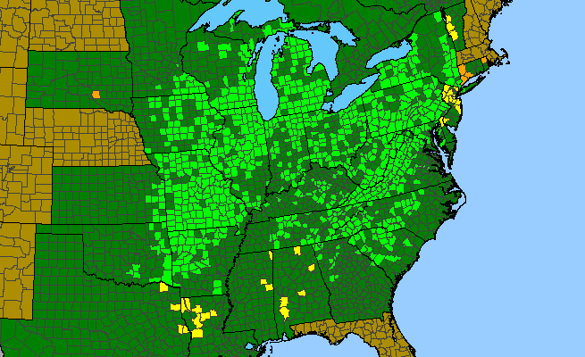 The range of Taenidia integerrima