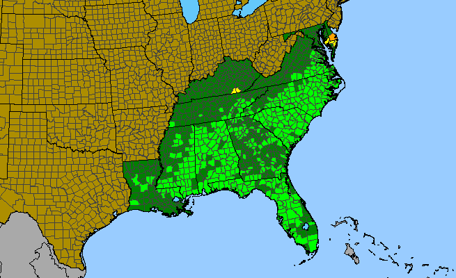 The range of Tephrosia spicata