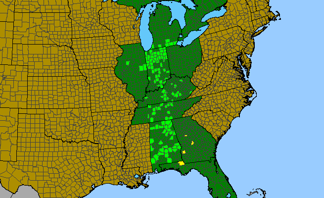The range of Thaspium chapmanii
