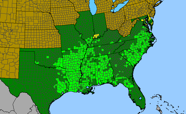 The range of Thyrsanthella difformis