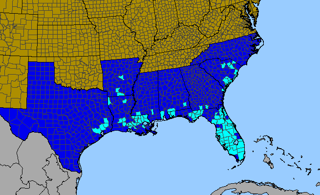 The range of Torenia crustacea