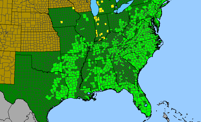 The range of Trichostema dichotomum