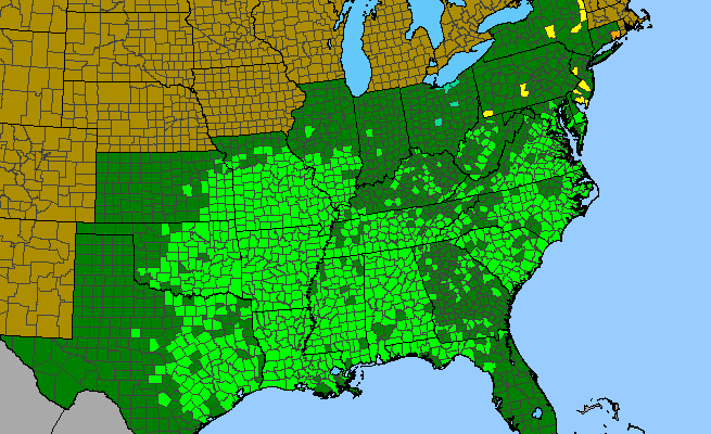 The range of Valerianella radiata