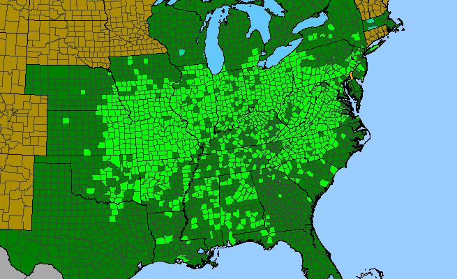 The range of Verbesina alternifolia