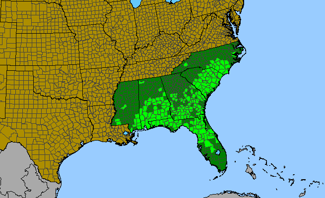 The range of Vernonia angustifolia