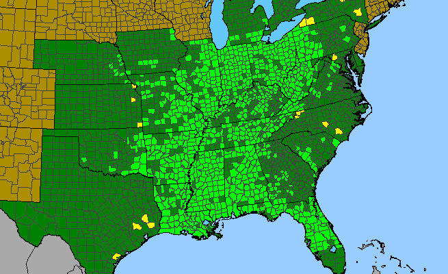 The range of Vernonia gigantea