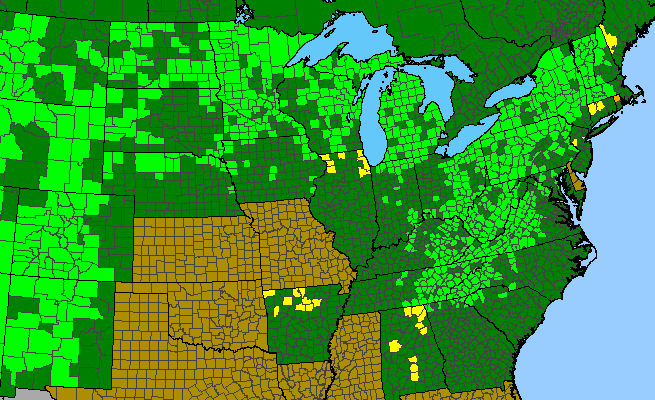 The range of Viola canadensis