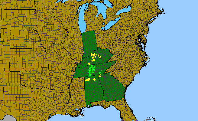 The range of Viola egglestonii