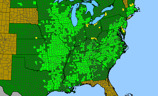 The range of Viola pedata