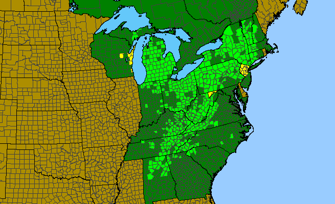 The range of Viola rostrata