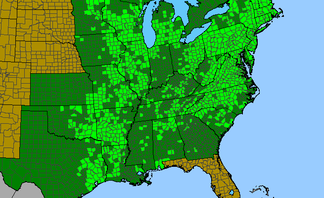 The range of Viola sagittata
