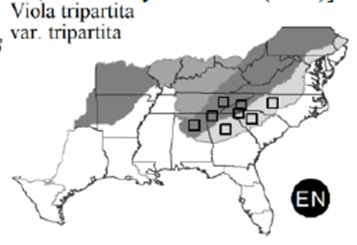 The range of Viola tripartita